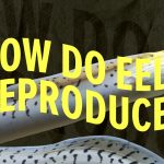 How Do Eels Reproduce?