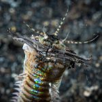 Bobbit Worm Facts